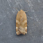 73.343 - Broad-bordered Yellow Underwing