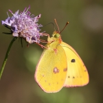 Clouded  Yellow