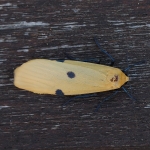 72.041 - Four-spotted Footman
