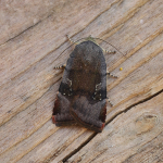 73.348 - Lesser Broad-bordered Yellow Underwing