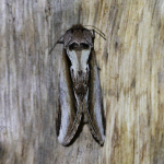 71.018 - Lesser Swallow Prominent