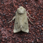 73.125 - Marsh Mallow Moth