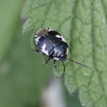 Pied Shieldbug
