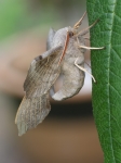 69.003 - Poplar Hawk-moth