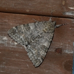72.078 - Red Underwing