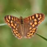 Southern Speckled Wood