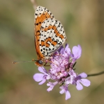 Spotted Fritilliary