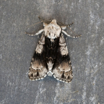 73.036 - Alder Moth