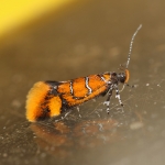 Micro Moths