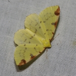 70.226 - Brimstone Moth