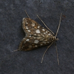 63.114 - Elophila nymphaeata