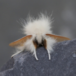 72.012 - Brown-tail Moth