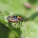 Cabbage Bug