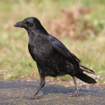 Carrion Crow