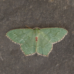 70.305 - Common Emerald