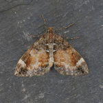 70.097 - Common Marbled Carpet