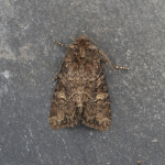73.169/170 - Common Rustic agg.