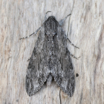 69.004 - Convolvulus Hawk-moth
