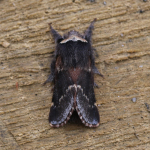 66.001 - December Moth