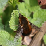 Dotted Bee-fly