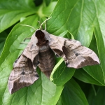 69.002 - Eyed Hawk-moth