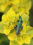 Swollen-thighed Beetle