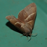 66.008 - Fox Moth