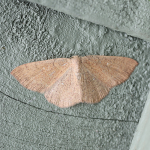 70.034 - Jersey Mocha