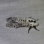 50.002 - Leopard Moth