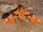 69.001 - Lime Hawk-moth