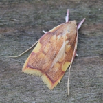 Peleopodidae