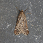 70.245 - March Moth