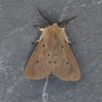 72.022 - Muslin Moth