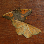 70.230 - Orange Moth