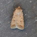 73.095 - Pale Mottled Willow