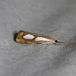 63.099 - Catoptria pinella
