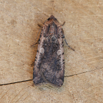 73.307 - Pearly Underwing