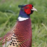 Partridge & Pheasant