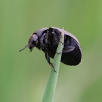 Pill Beetle