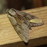 69.007 - Pine Hawk-moth