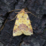 73.181 - Pink-barred Sallow