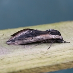69.006 - Privet Hawk-moth