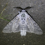 71.003 - Puss Moth