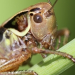 Roesels Bush-cricket
