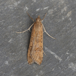 63.052 - Nomophila noctuella