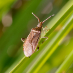 Slender-horned Leatherbug