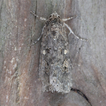 73.087 - Small Mottled Willow