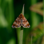 73.048 - Small Yellow Underwing