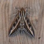 69.015 - Striped Hawk-moth