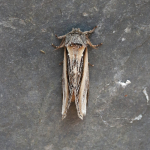 71.017 - Swallow Prominent
